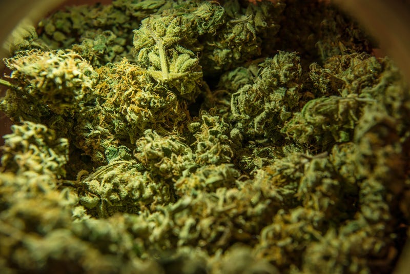 Marijuana Referendum