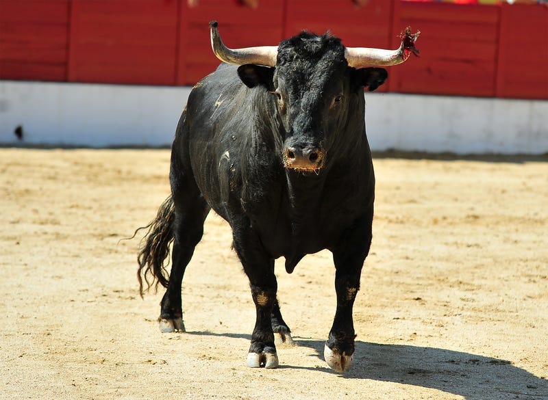 Bull