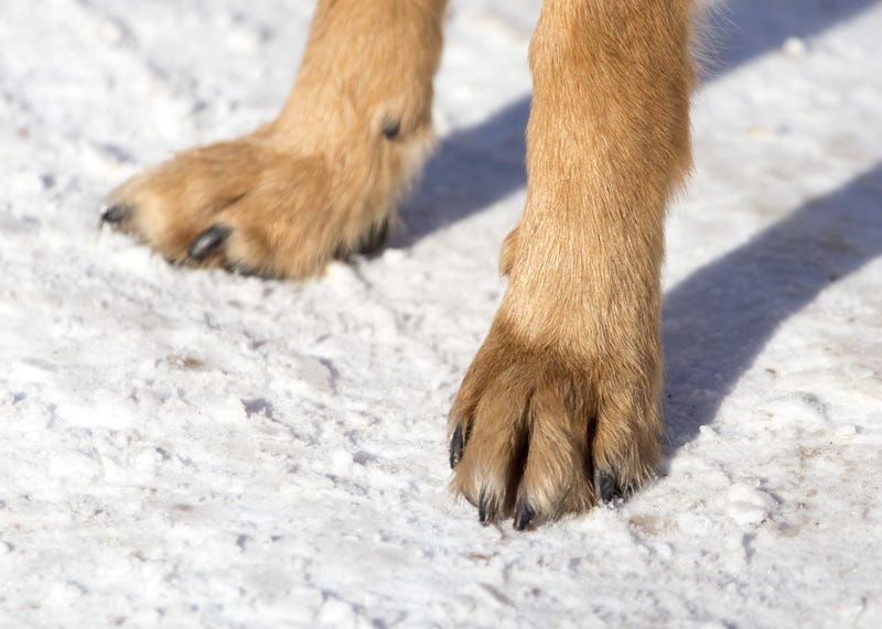 Paws In The Snow