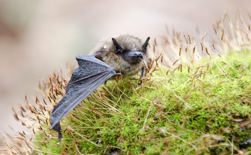 Little Brown Bat