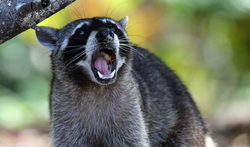 Raccoon