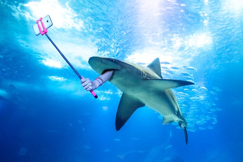 Shark Selfie
