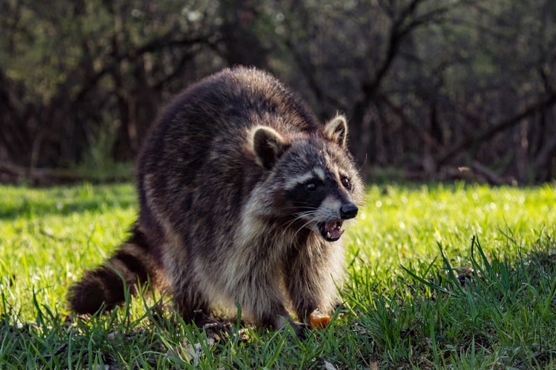 Raccoon