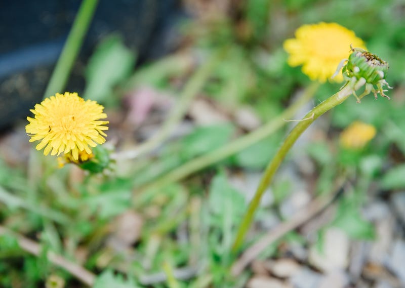 Spring, Flowers