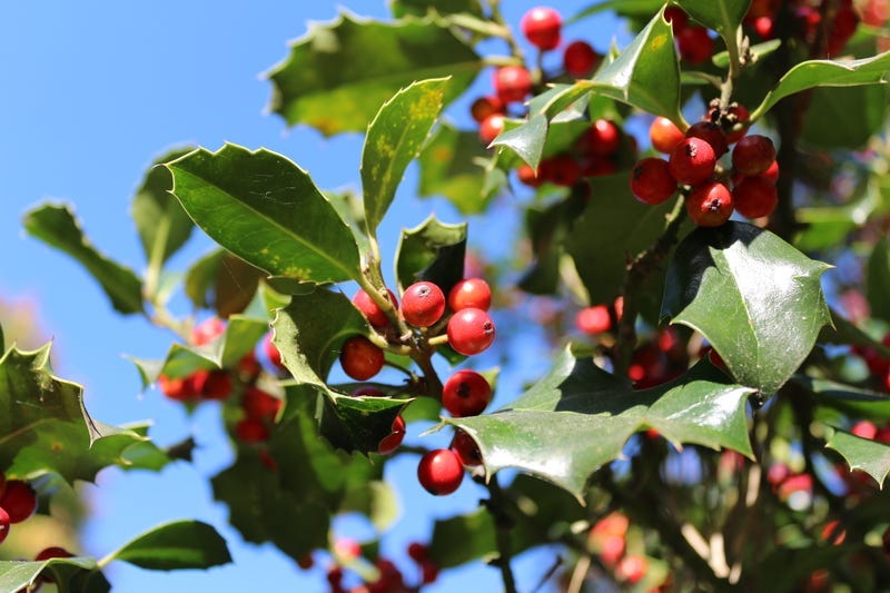 Christmas Berry Plant