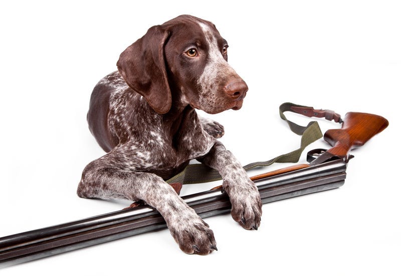 Dog_Gun