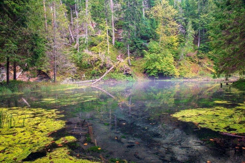 River in the woods