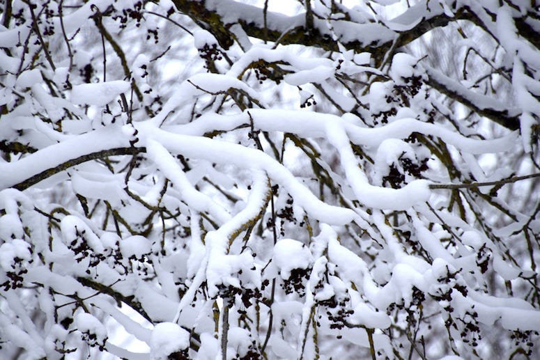 Snow, Hawaii, Trees, Island, Maui, Snowstorm