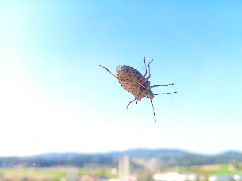 Stink Bug