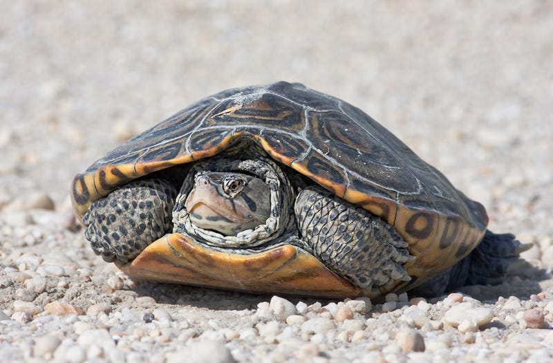 Diamondback terrapins.