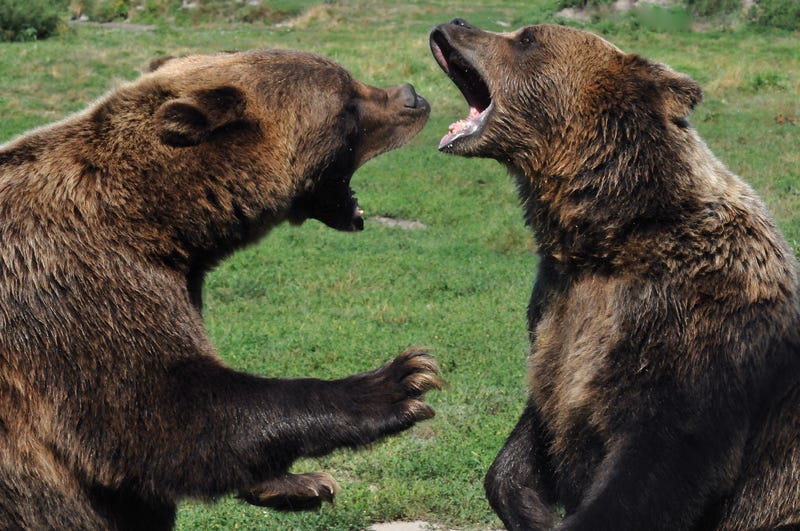Bears