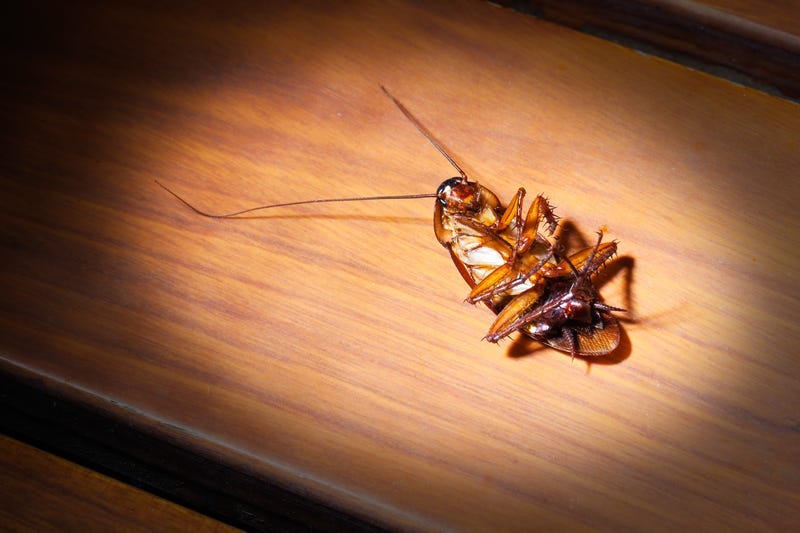 Cockroach