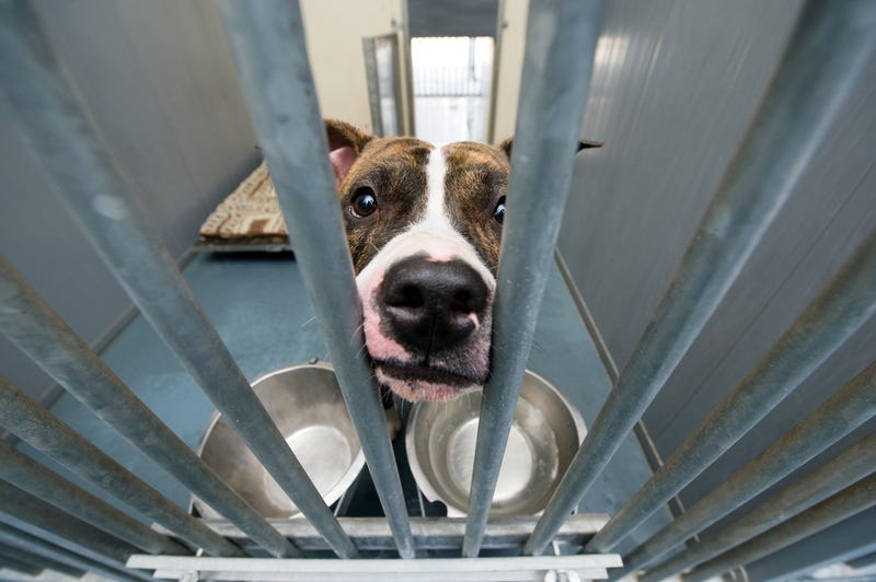 Dog, Animal Shelter