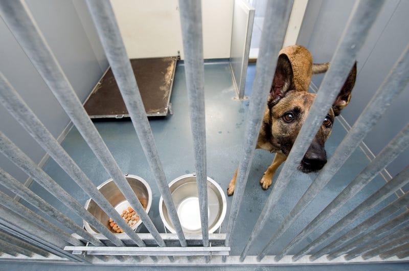 Animal shelter