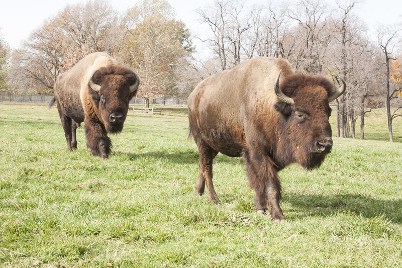 Image of Bison at Grant's Farm