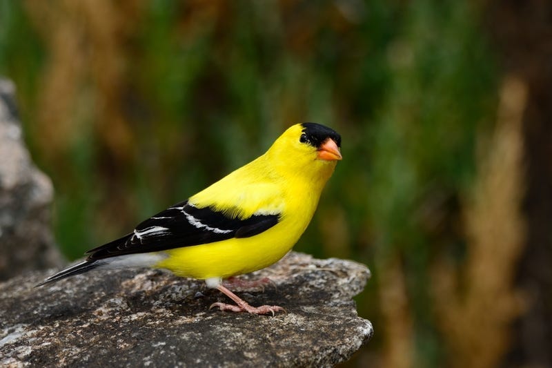 American Goldfinch