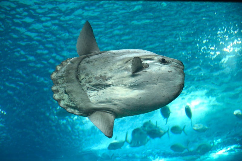 Sunfish