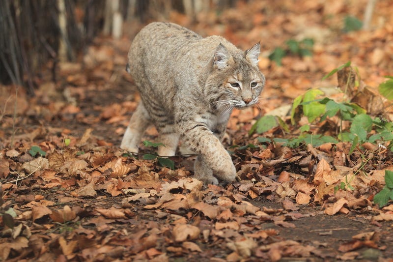 Bobcat
