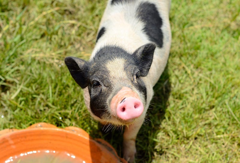 Pig