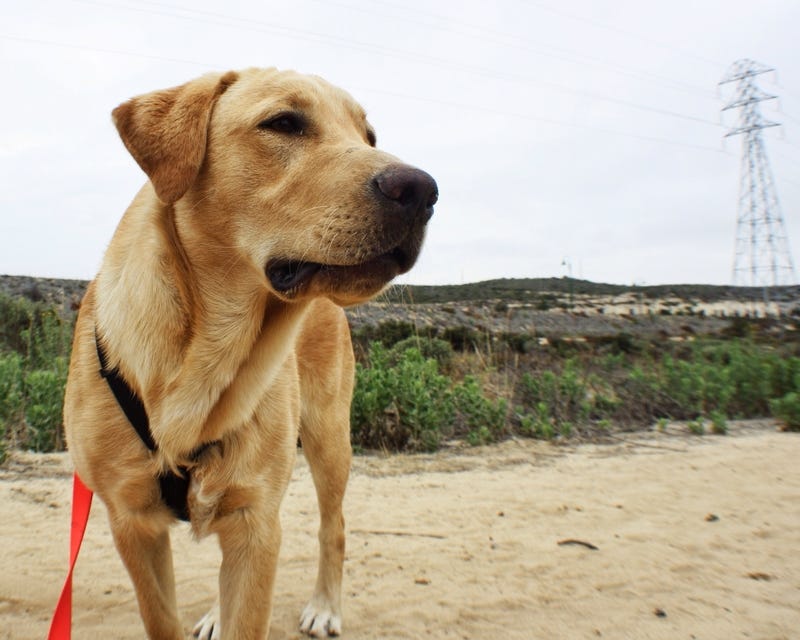 Yellow Lab
