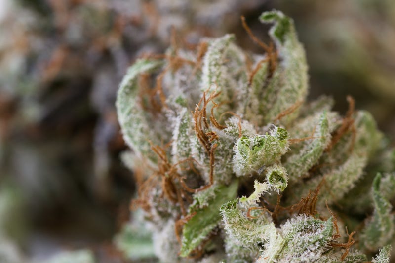 Macro shot of a dired marijuana bud with crystalline structures