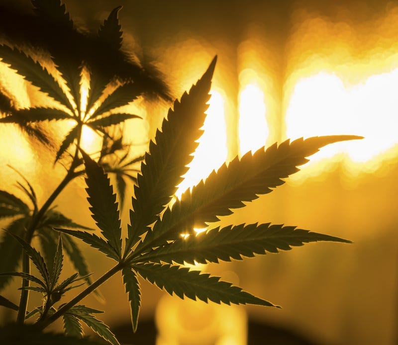 marijuana-dreamstime_s_53552919.jpg