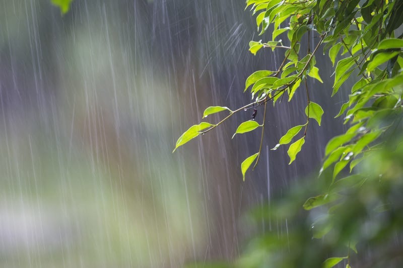 Rain