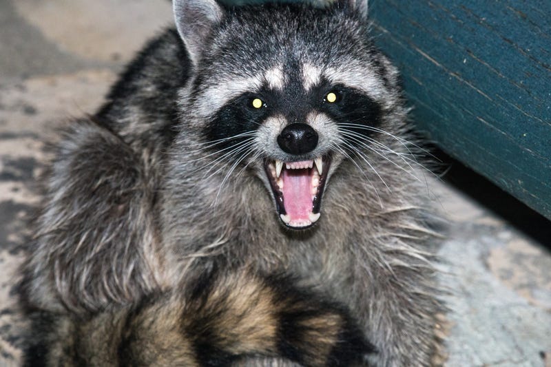 Raccoon Growling