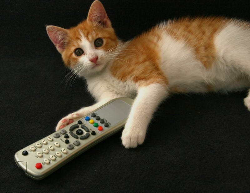 Cat with remote control