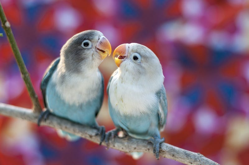 love