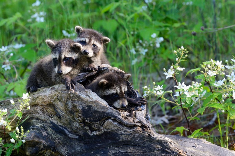 Baby Raccoons