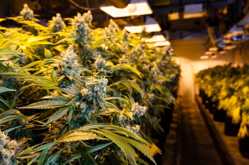 Marijuana