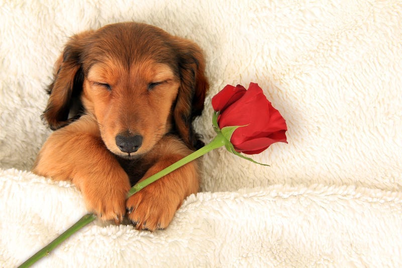 Longhair dachshund puppy holding a Valentine rose asleep on a bed.