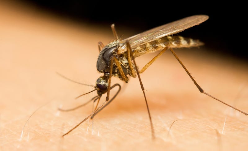Mosquito