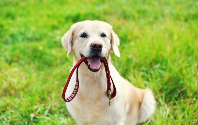 Dog with leash