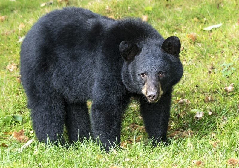 Black Bear