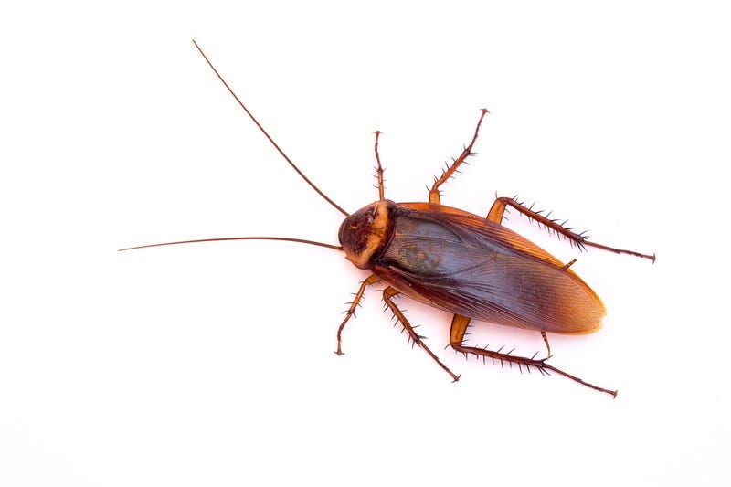 coackroach