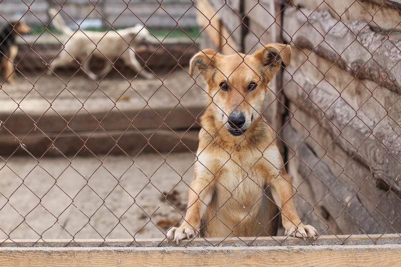 Dogs in shelter cages needs family and care