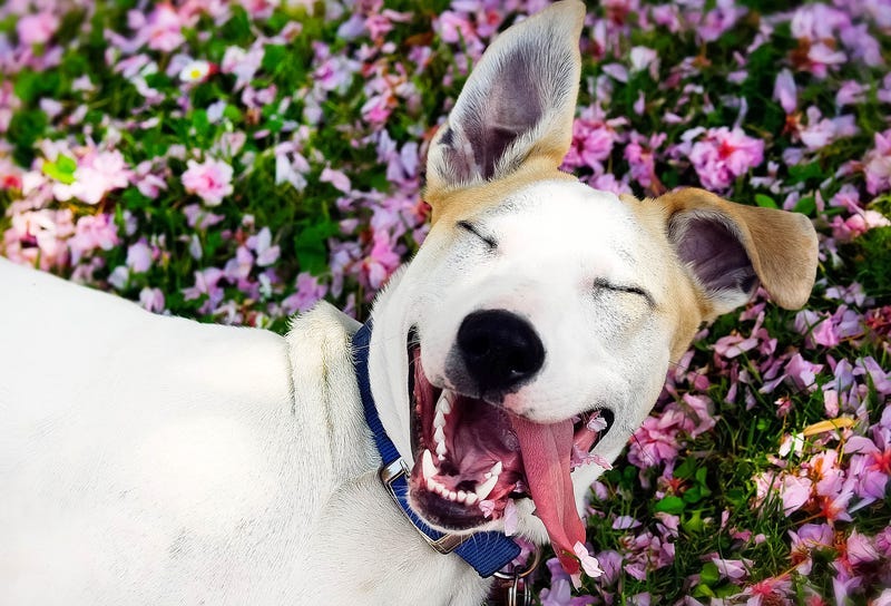 Happy Dog