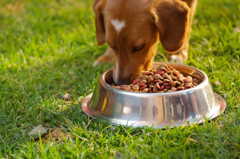 Dog Food