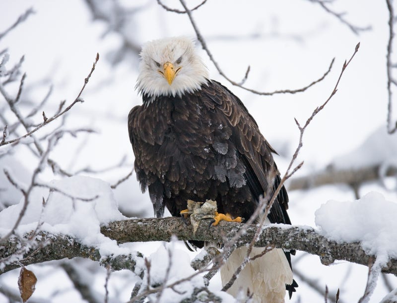Eagle in a tree
