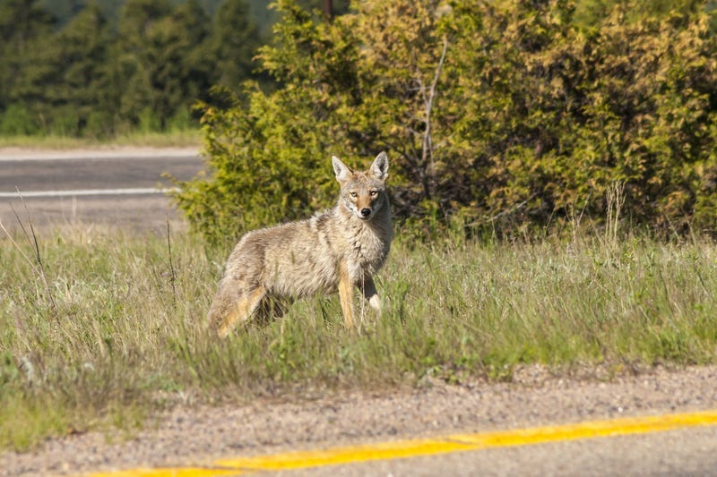 Coyote crossing urban road
