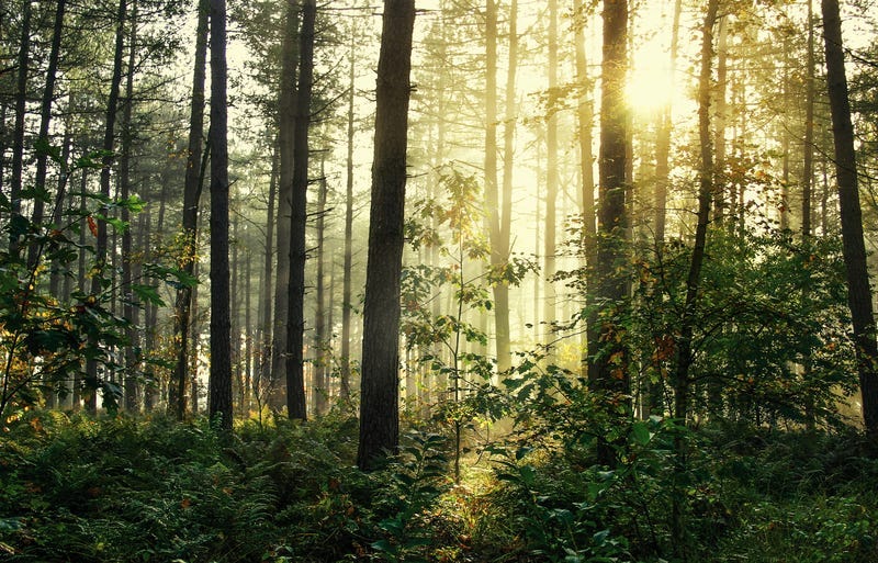 Woods, Forrest,