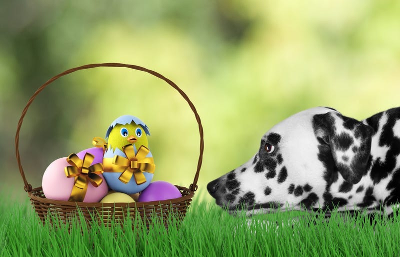 Cute Easter dog with eggs in basket