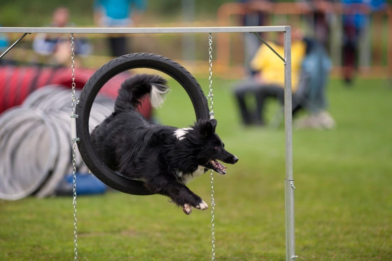 Smart Dog