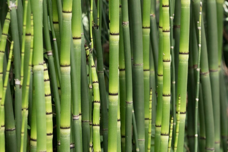 Bamboo rules are becoming common throughout the region.