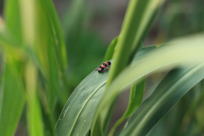 A recently published study based on 27 years worth of samples from German nature reserves shows a 75 percent reduction in the abundance of flying insects.