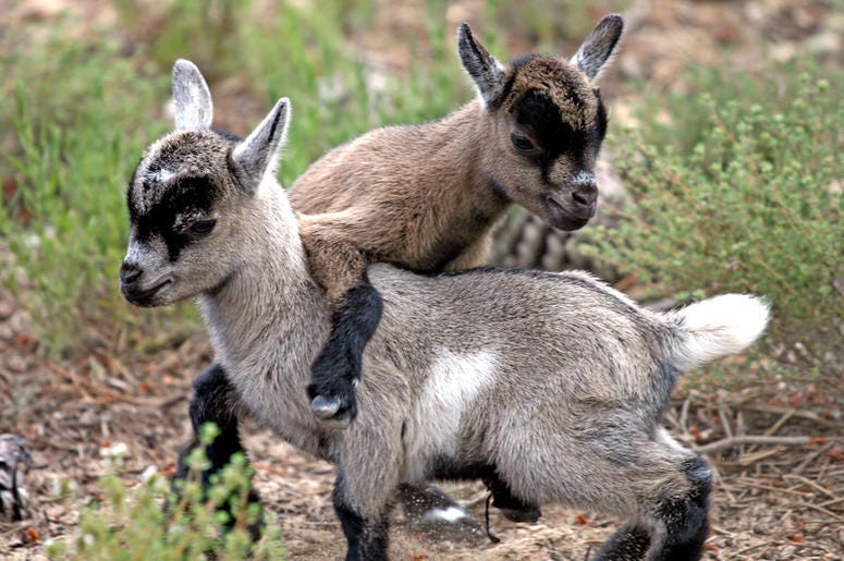 Goats