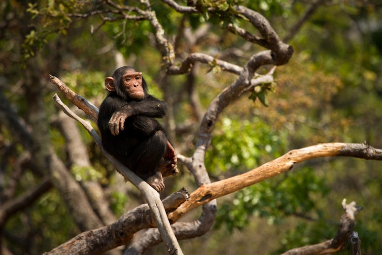 Chimpanzee, Wild, Animal, Forest, Tree, Arms Crossed