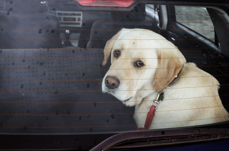 Dog, Sad Eyes, Locked Car, Window, Back Seat